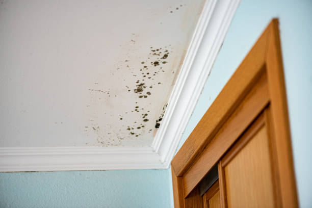 Best DIY Mold Remediation Support Services in South Lebanon, OH